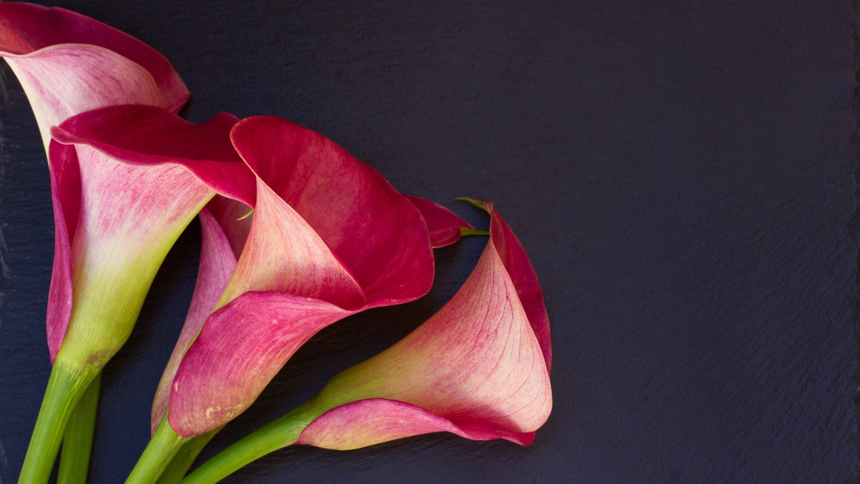 In Loving Memory of Becky Stodder Price